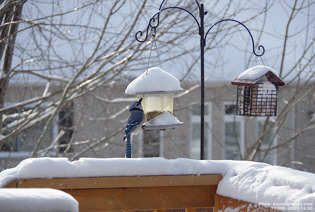 73709CrLeUsm - Blue Jey enjoying the feeder